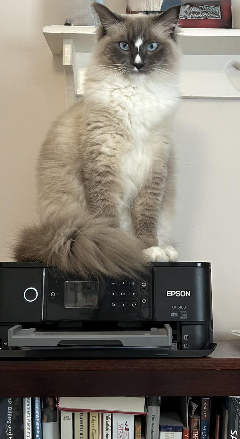 Nine lives doesn&#39;t mean I can wait forever for your draft.